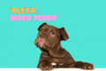 Alexa celebra el día nacional del perro y te da algunos tips