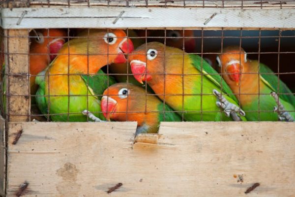 Radiografía del comercio de aves en redes sociales