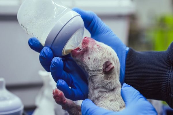 El lobo gigante y la problemática de la desextinción