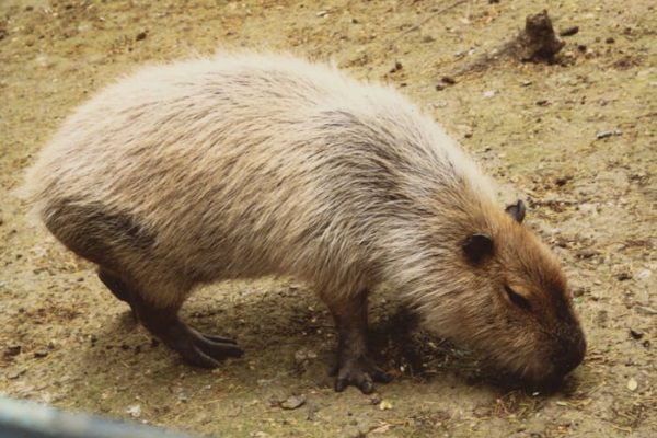 ¿Quiénes son los capibaras (carpincho o chigüire), esos curiosos roedores que se han ganado el corazón de los internautas?