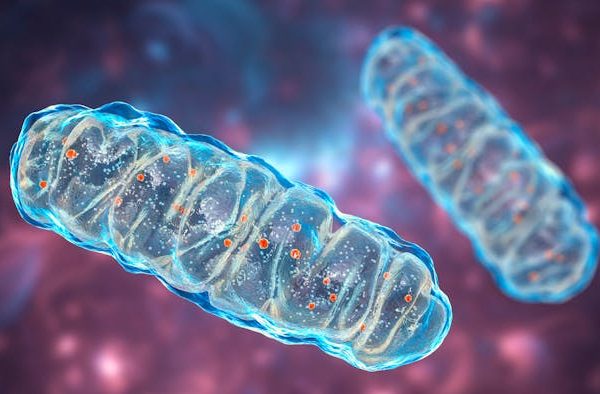 Un rayo de esperanza para tratar las devastadoras enfermedades mitocondriales