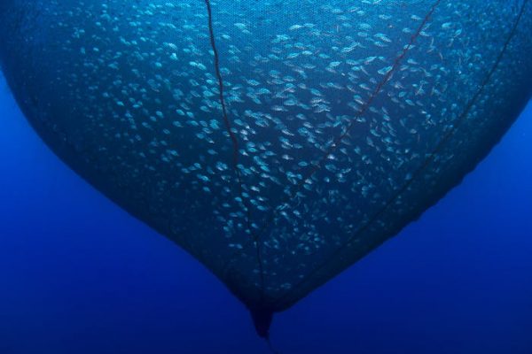 El sufrimiento mudo e invisible de los peces