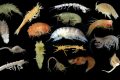 Descubriendo los diminutos seres que habitan los fondos oceánicos