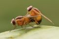 ¿Cómo sabe una golondrina cómo fabricar su nido y un oso cuándo hibernar?